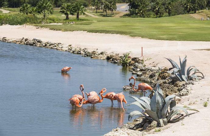 blue bay beach and golf resort curacao